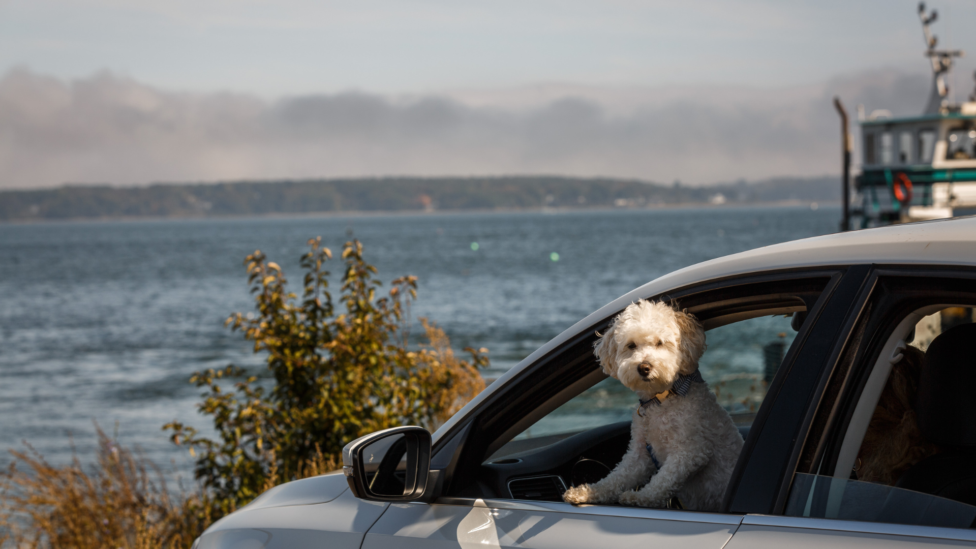 Dog In Window Header